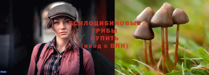 ОМГ ОМГ   Белый  Псилоцибиновые грибы Psilocybe 